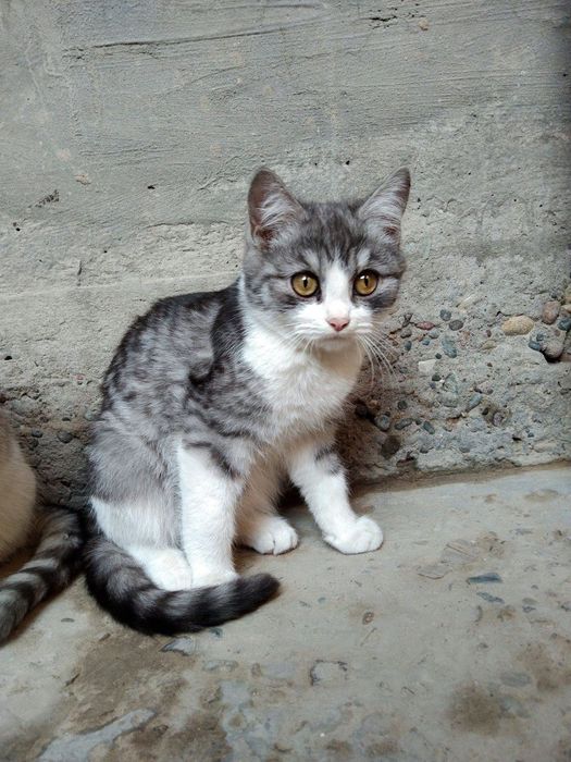 Mushuk zotdor sotiladi