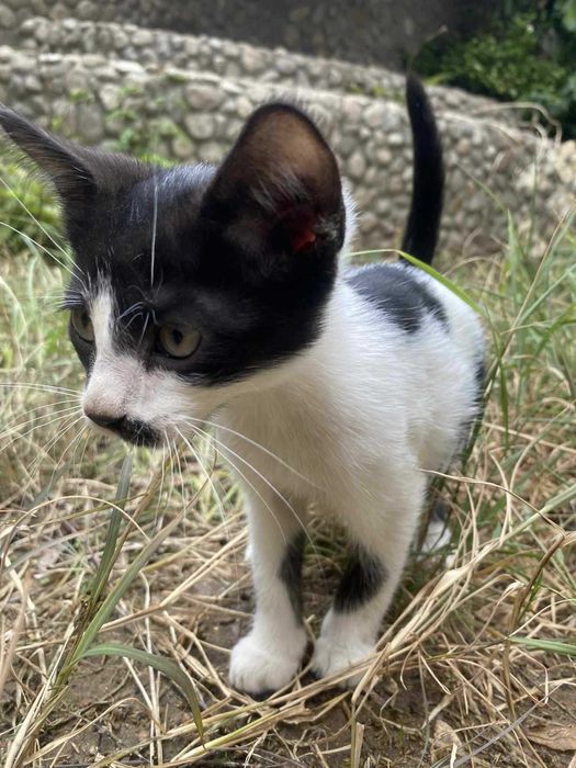Прекрасни котета търсят дом