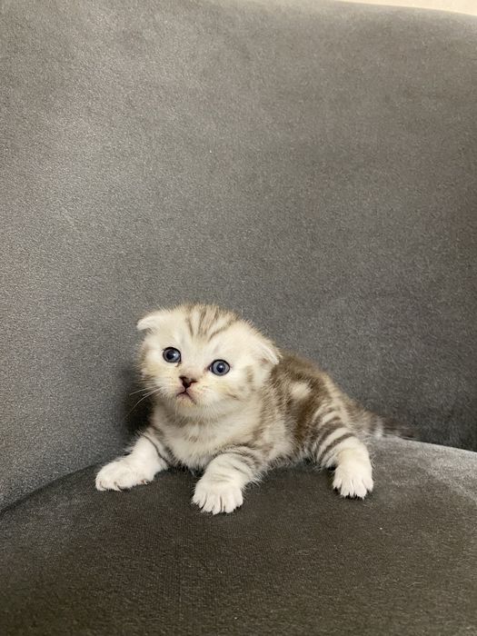 вислоухие котята
