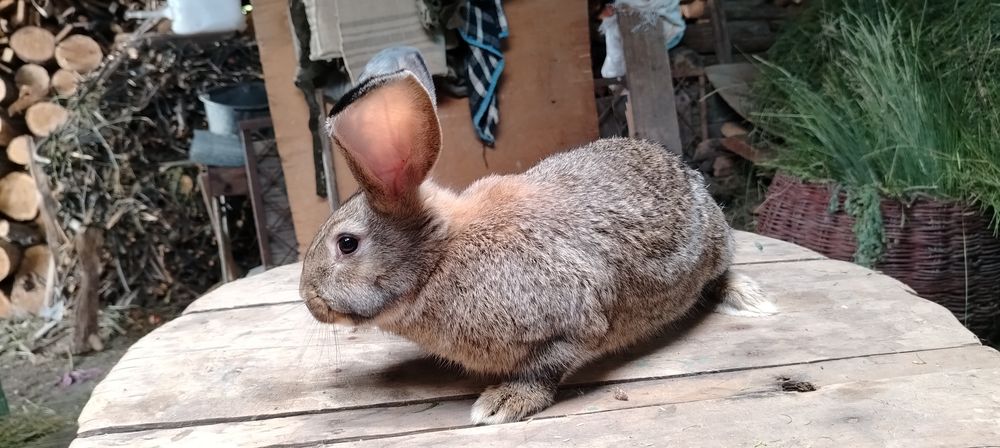 Uriasi germani si fluture german masculi si femele detali in mesaj sa