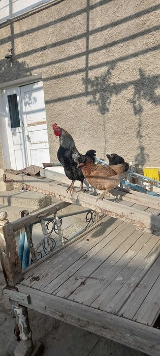 Прадаются Петухи