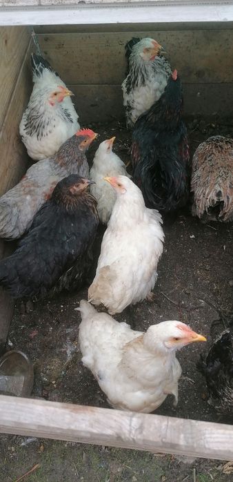 Gainuse și cocosei Brahma