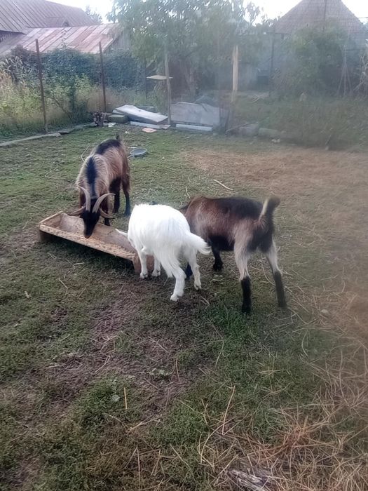 Capre și ieduțe . Caprele încă se mulg