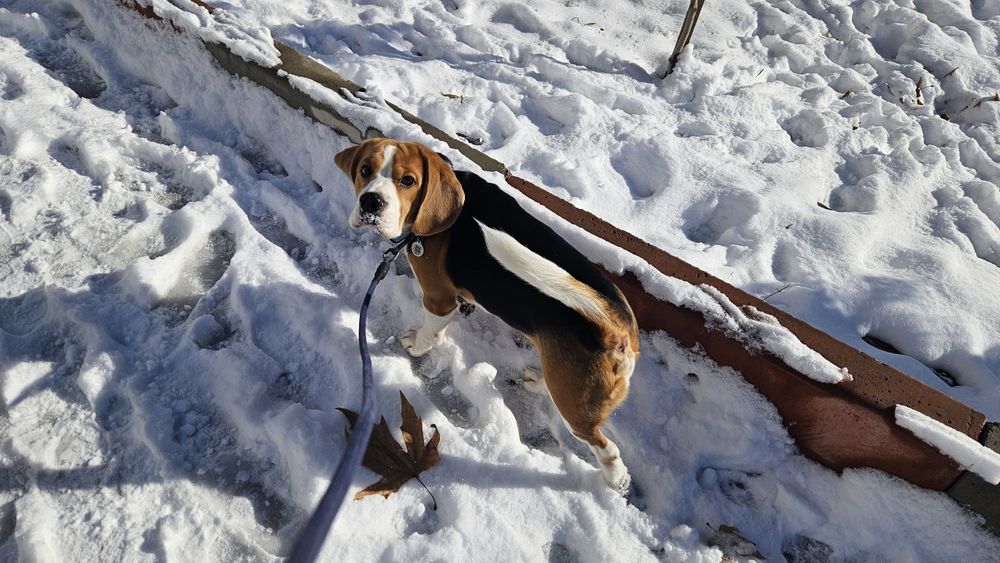 Вязка бигли.Ищем невесту.