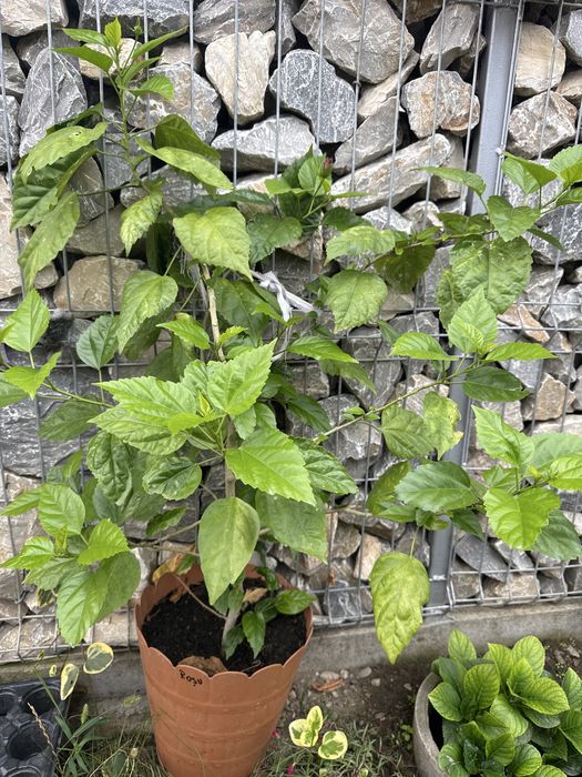 Flori la ghiveci ( trandafiri japonezi /leandri )