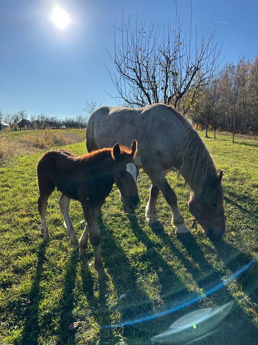 Vând 2 cai și un mânz + echipamente complete