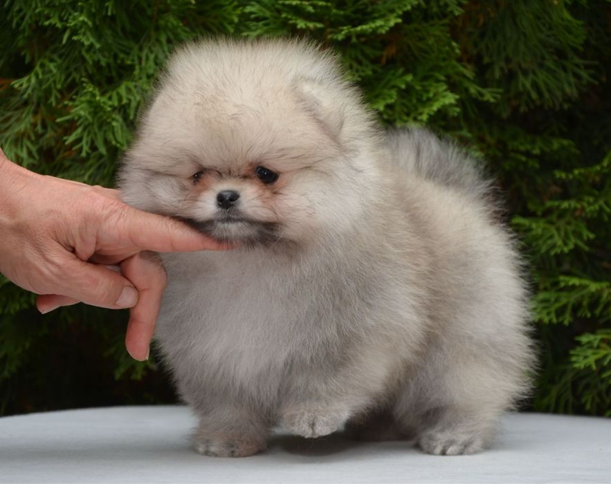 Fetita pomeranian mini/toy!