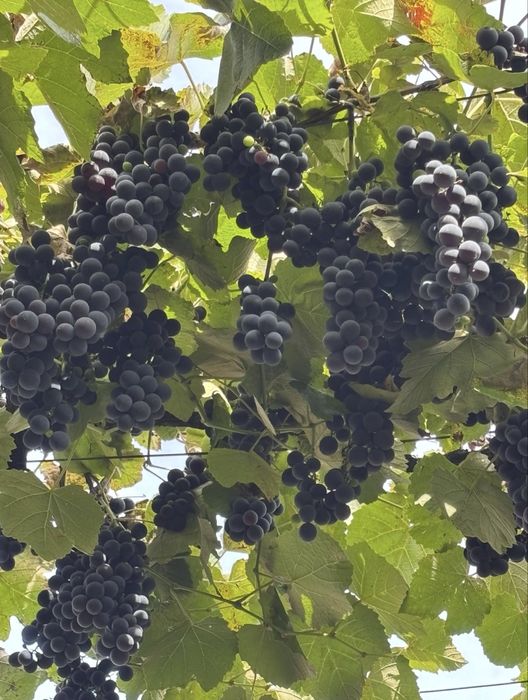 Struguri Izabela 3,5 lei/kg locatia Jelna