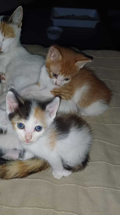 Donez doua pisicute foarte cuminti