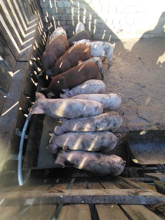 прасенца на два месеца