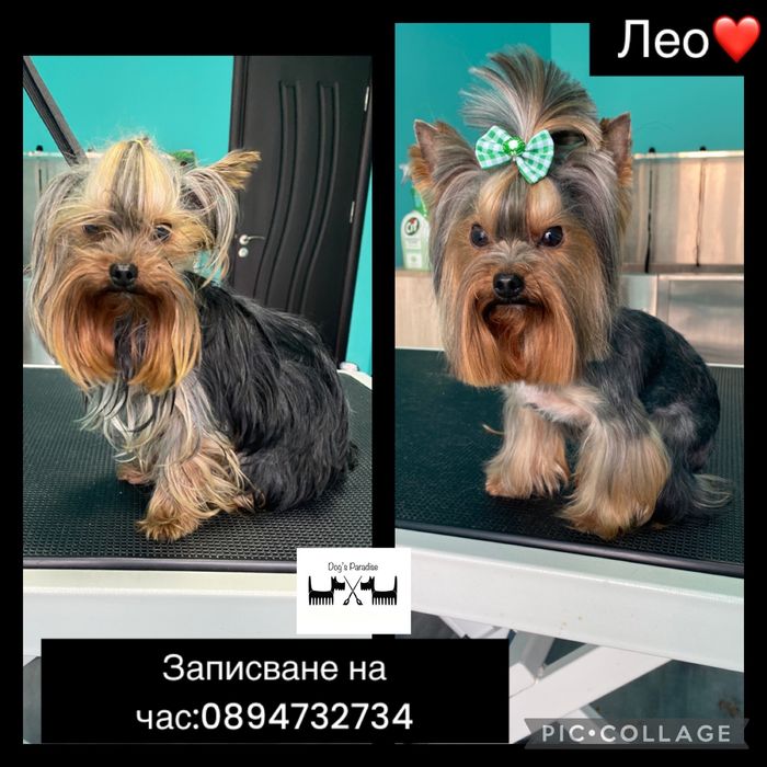 Груминг салон гр.Пловдив