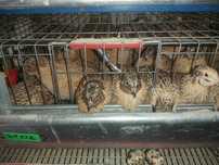 Prepelite outoare Jumbo Gold