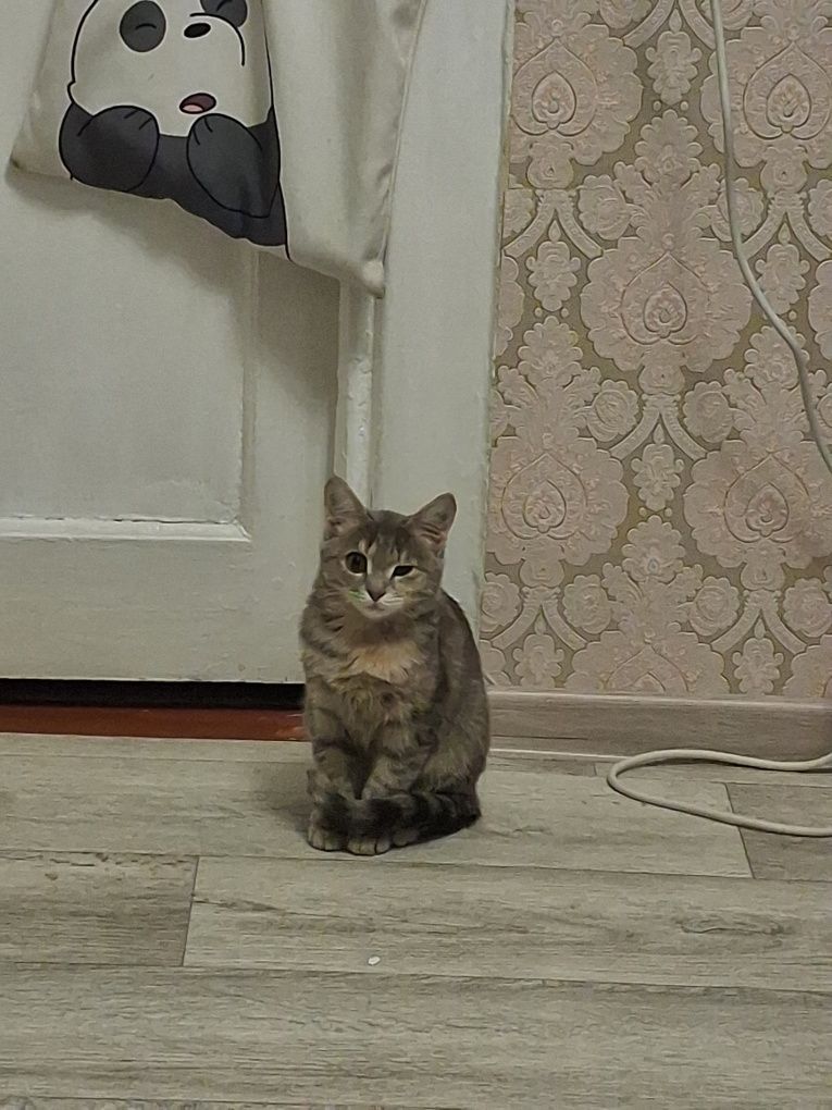 Отдам котёнка девочка 3 месяца