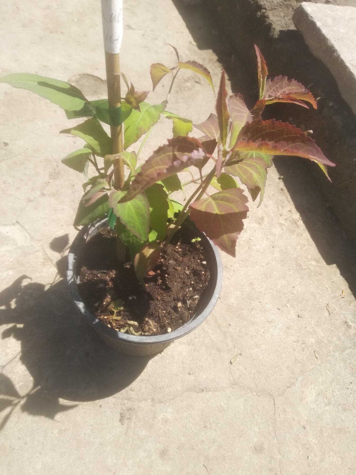 Хималайски храст(Himalayan honeysuckle)