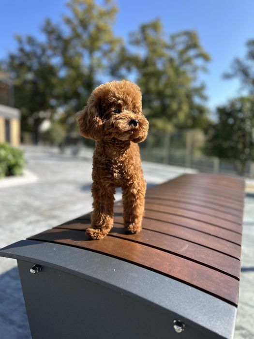 Пудел Той/Poodle Toy