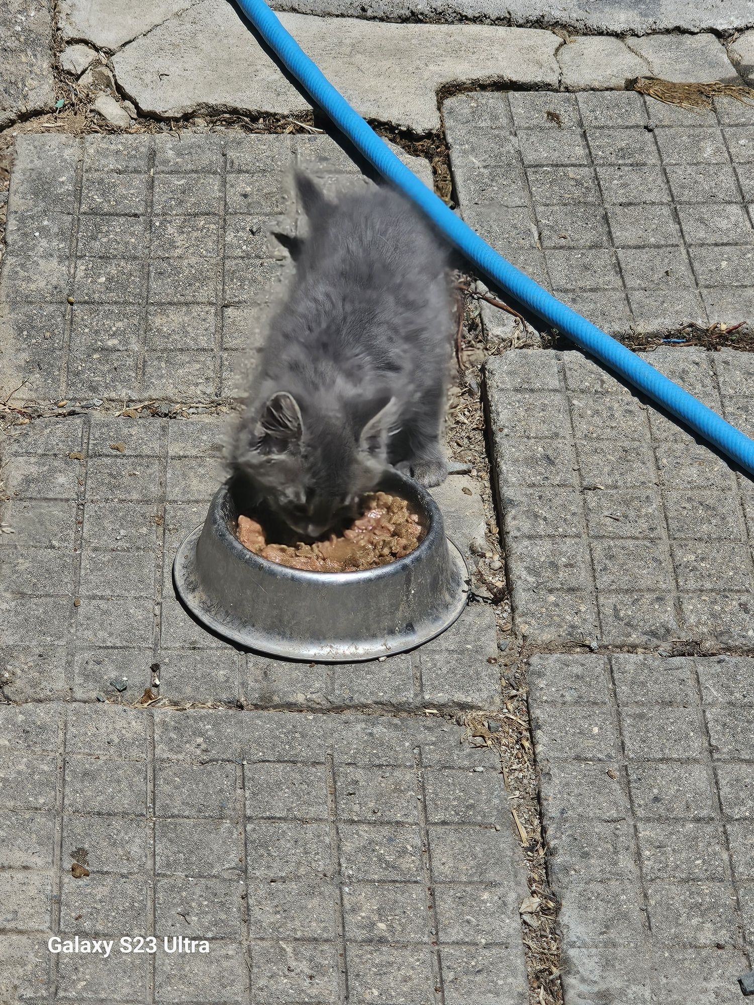 Персийски котенца