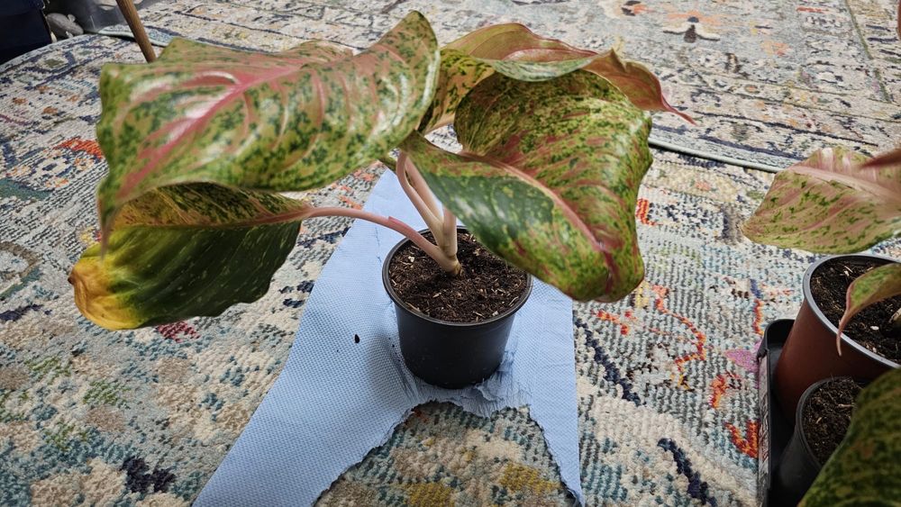 Plante Aglaonema superbe