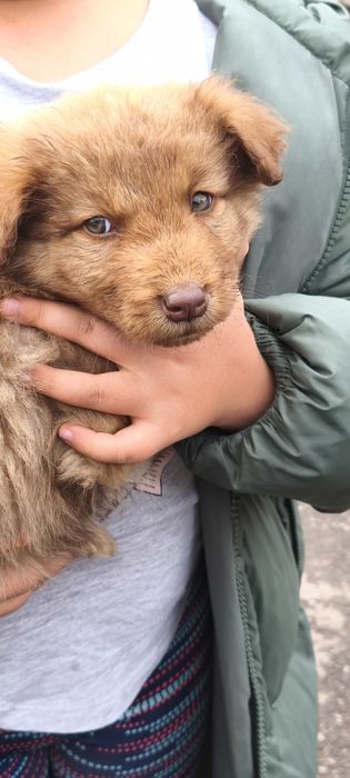 Cățelușă de donat