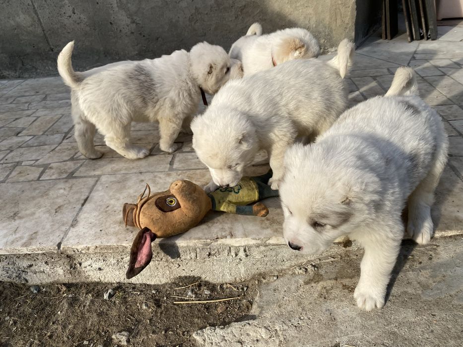 Продам Щенки Алабая