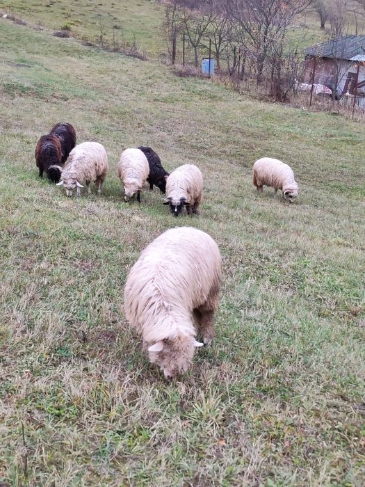 Cârlani de vânzare