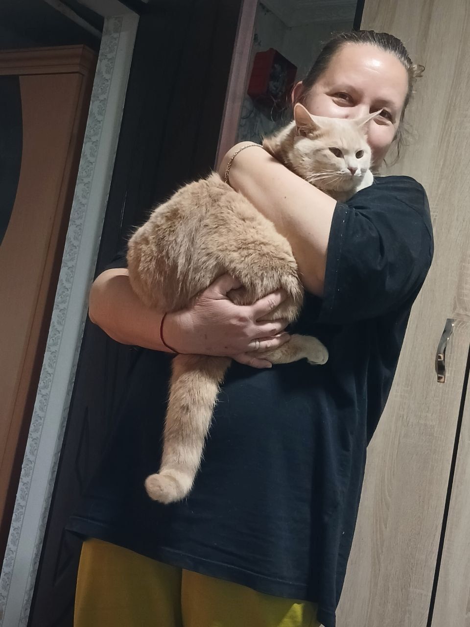 Подарю кота в лучшие руки  заботливо хозяину