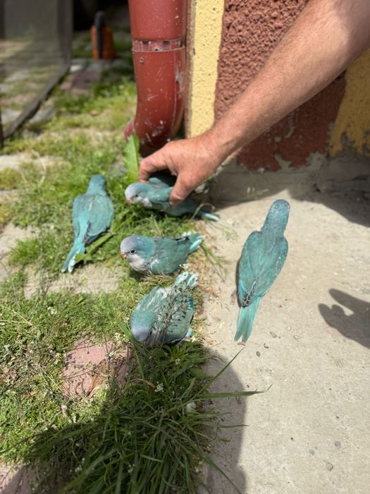 Schimb ,vind papagali călugări