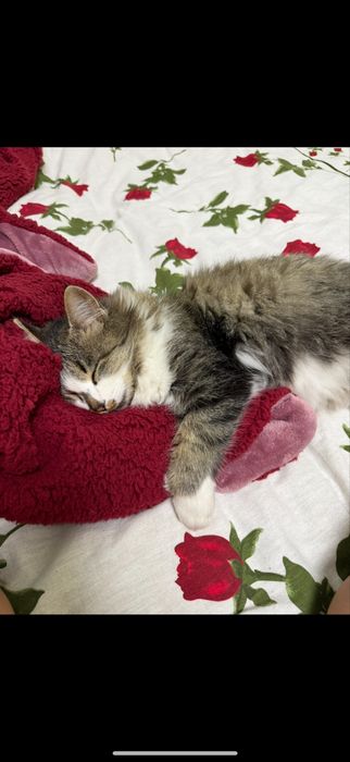 отдам в добрые, ответсвенные руки спокойную кошку