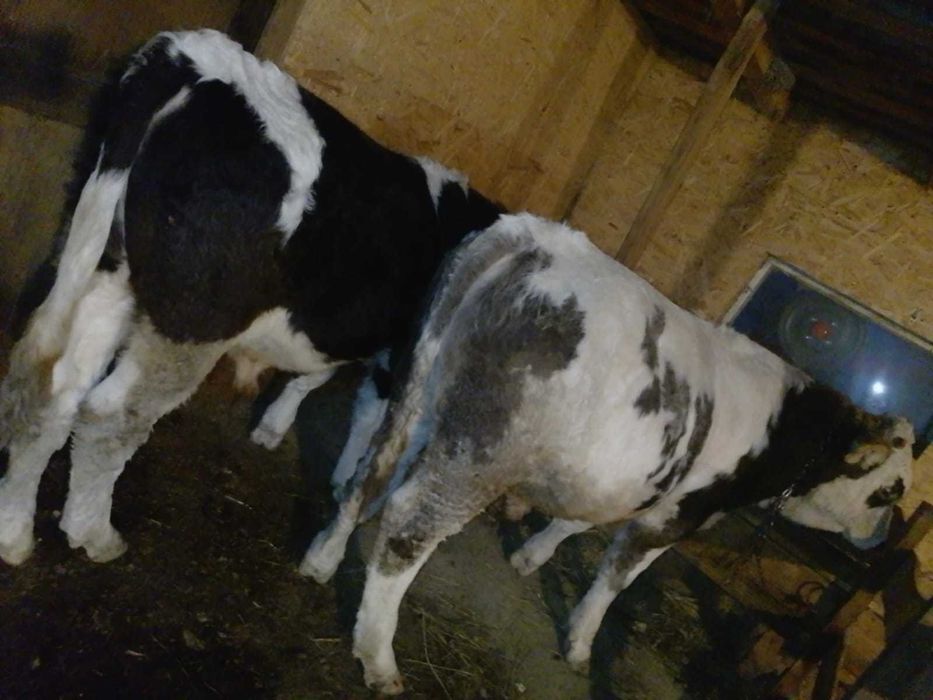 De vânzare tăurași