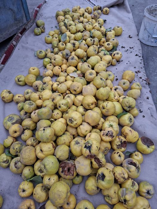 Продаёться Айва сочная ,вырощена без химикатов,полезно всего организма