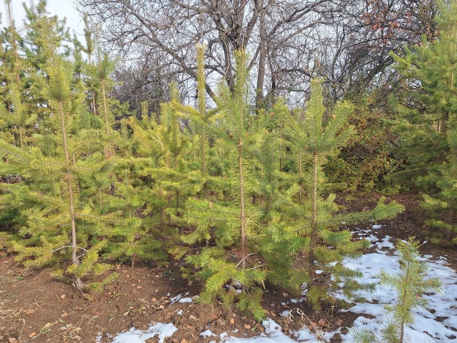 Сосна Можжевельник