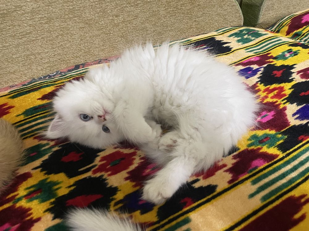 mushu bolar sotilad Продается Котенки