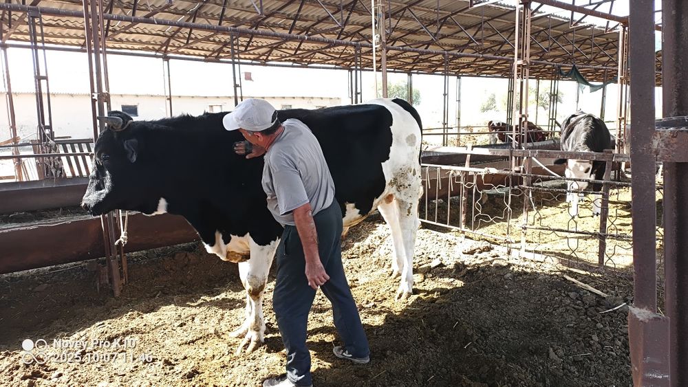 Тозза конли голштин Хугиз сотилади