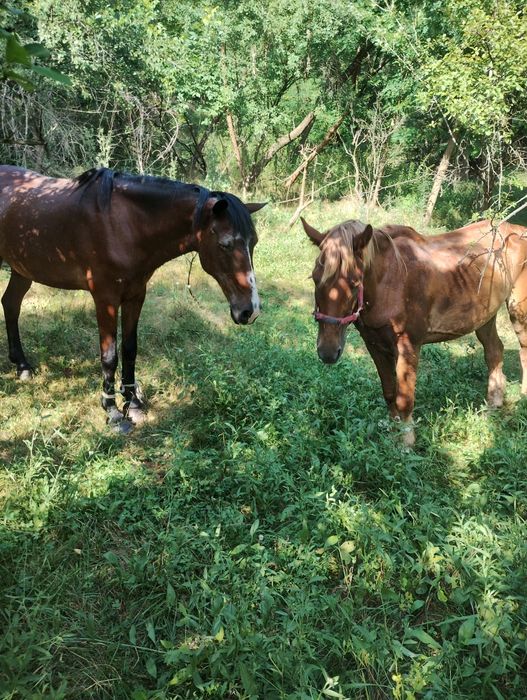 Vând cal bun de ham