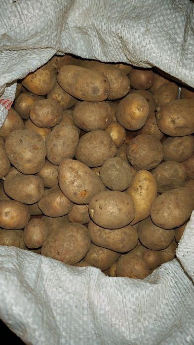 Cartofi animale/porci