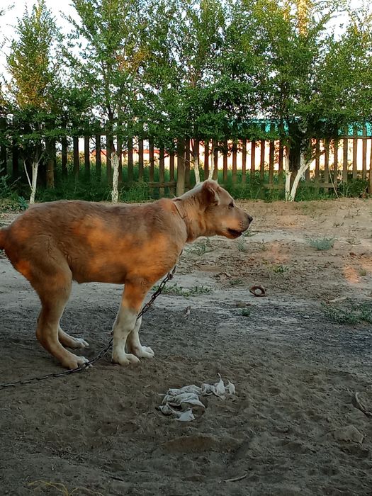 Күшік сатылат срочна алабай 3 айлық