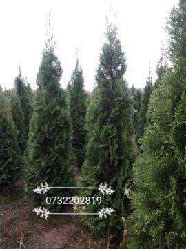 Vând plante ornamentale avem tuia, brazi, mesteacăn