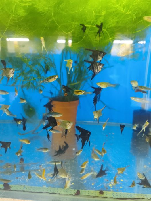 Skalari baliklar sotiladi