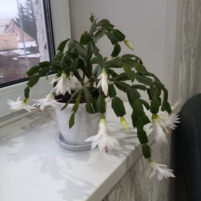 Продам белый шлюмбергер.