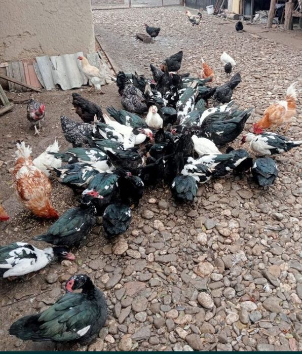 Rate și cocoși de vânzare .