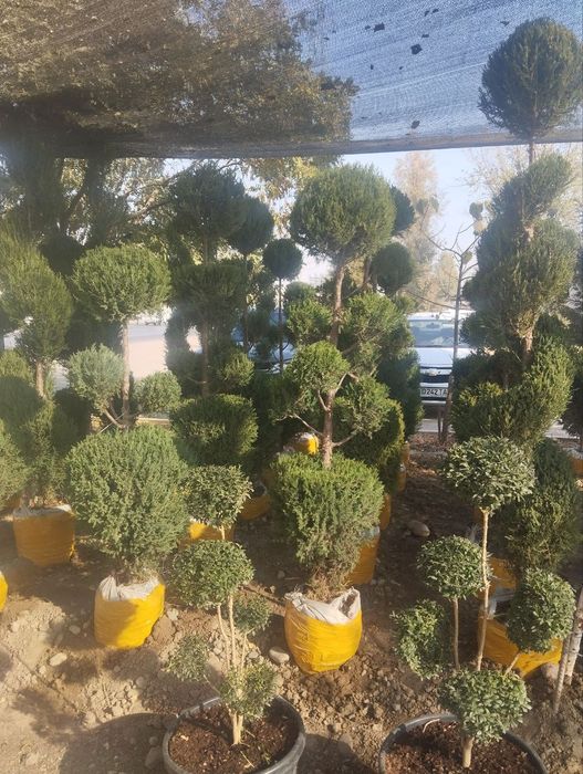 Xar xil turdagi archa va gullar