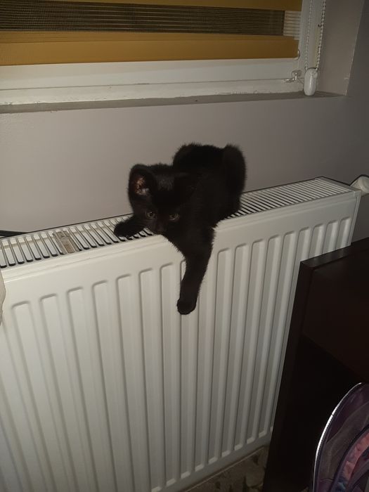 Pisicuta neagra( fetita)