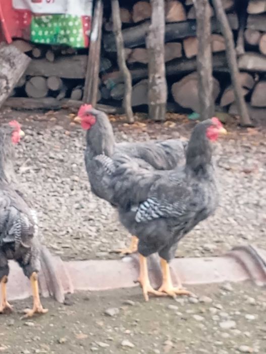 De vânzare cocoși de rasă!