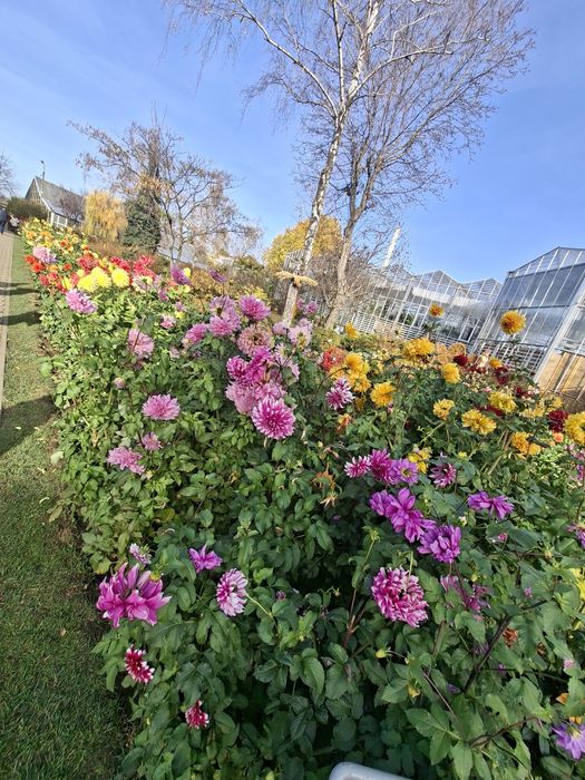 Rochița fetița 5 ani