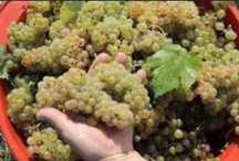 Struguri premium pentru vin- soiuri românești tradiționale