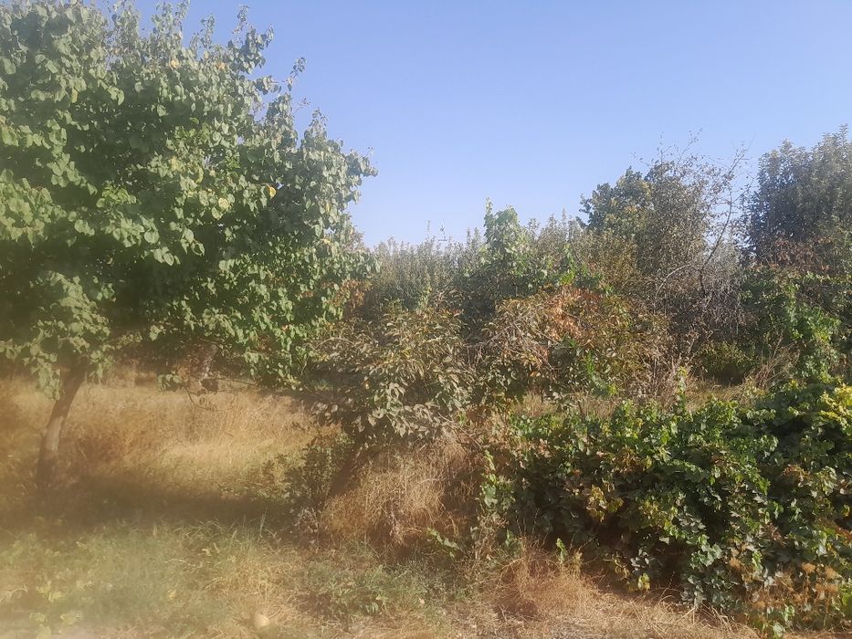 Dacha sotiladi karmanada