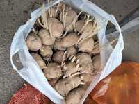 Картошка нарынколская семеная