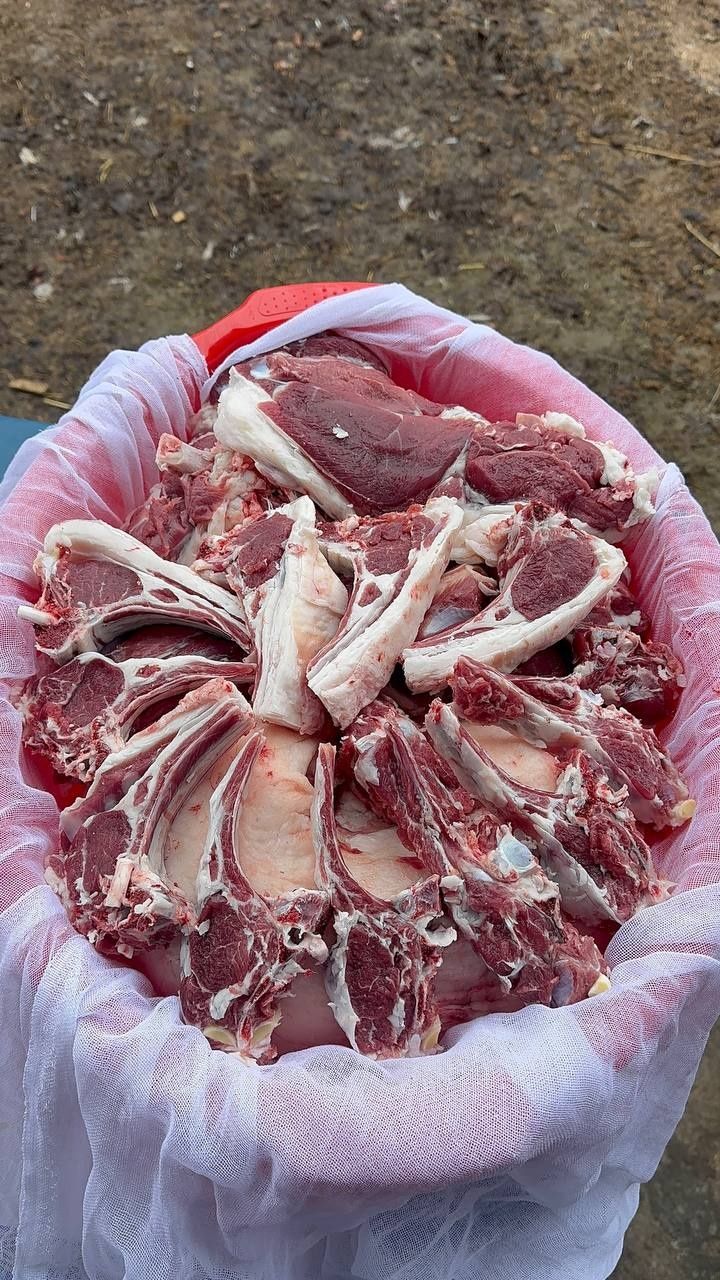 Кочкор кой     qoy qochqor