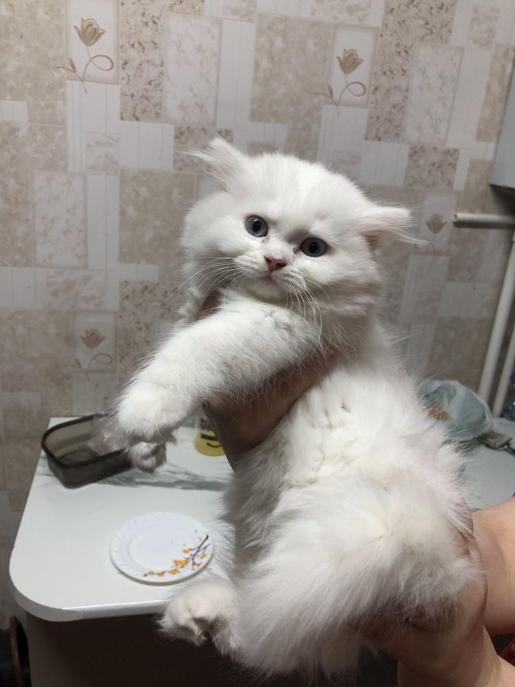sotlad Продаётся