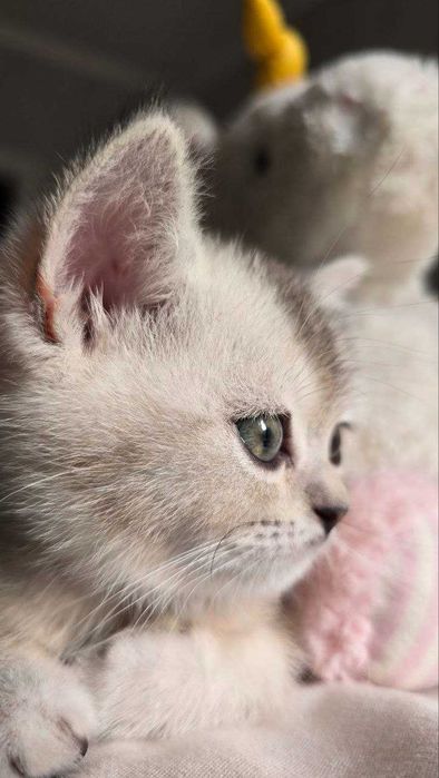 Продаётся котенки шиншиллы, приученные к лотку