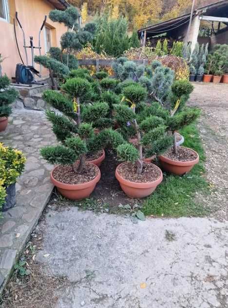 Plante Ornamentale  Bonsai, Buxus Oriunde in tara